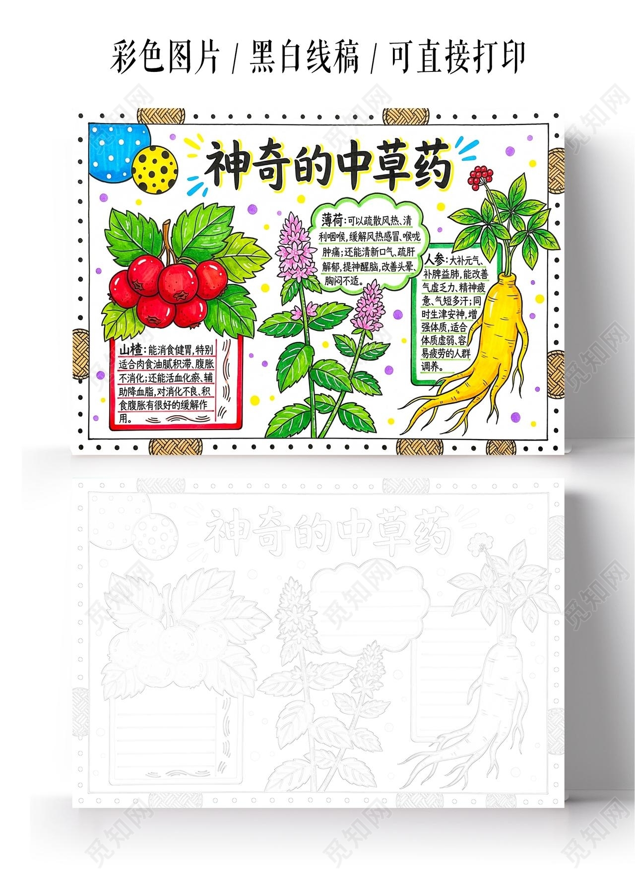 彩色卡通手绘神奇的中草药小报手抄报小学生手抄报