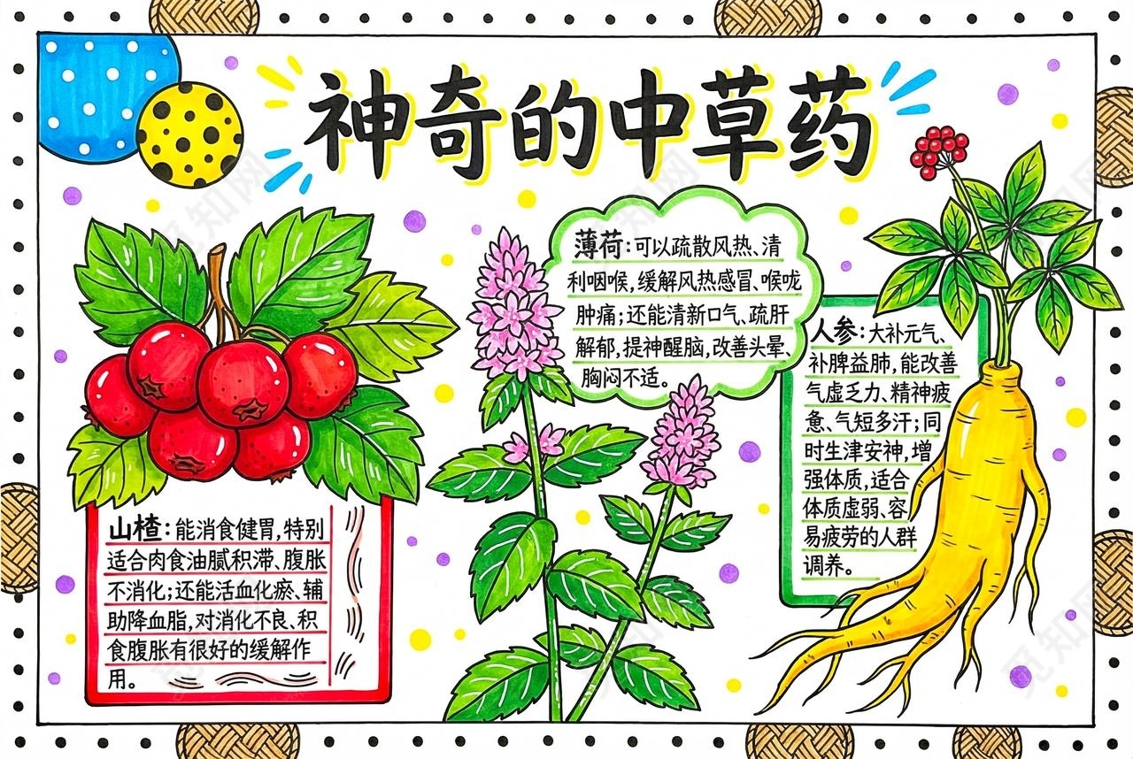 彩色卡通手绘神奇的中草药小报手抄报小学生手抄报