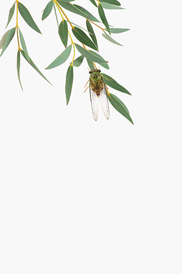 夏天树叶蝉叫GIF动态元素夏天高温大暑元素[gif]