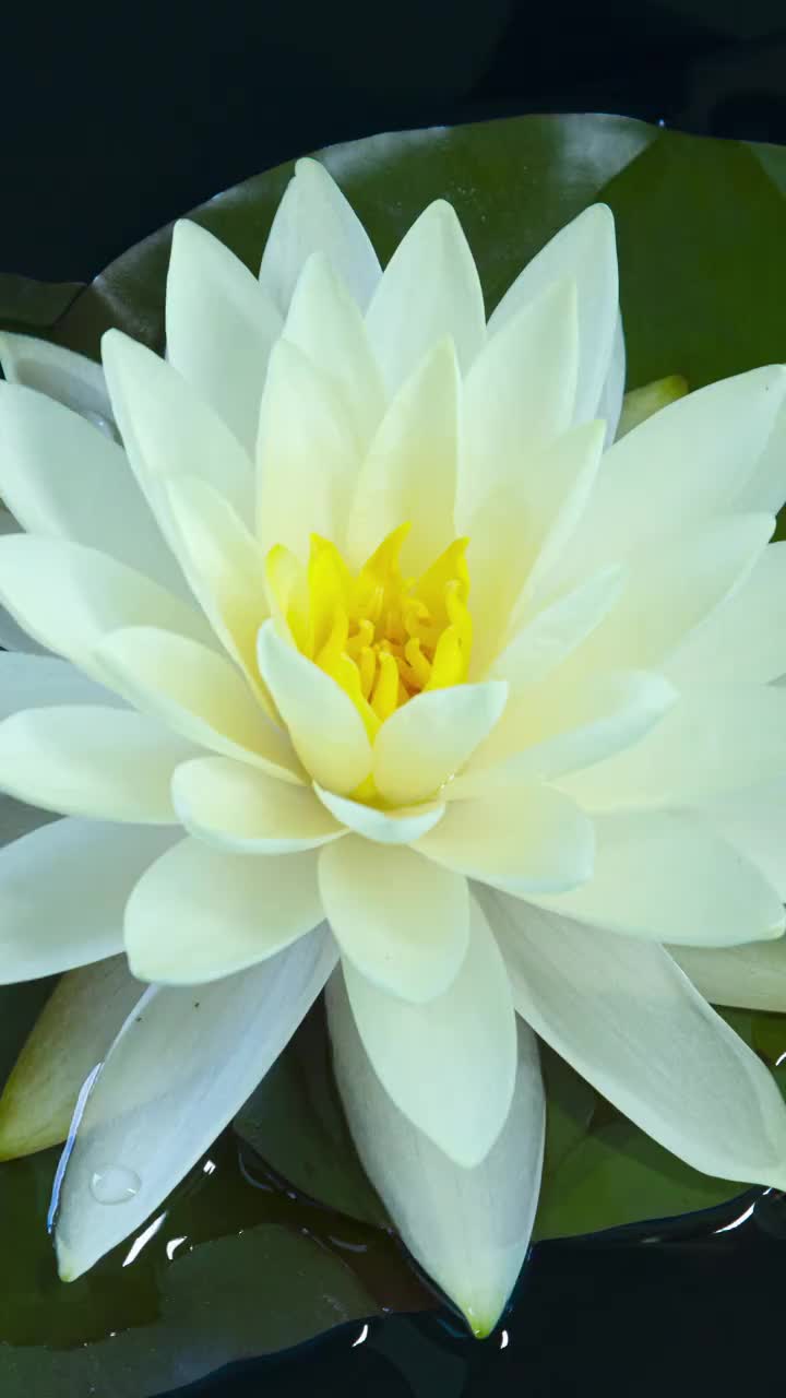 时间流逝，荷花合拢，荷塘绽放