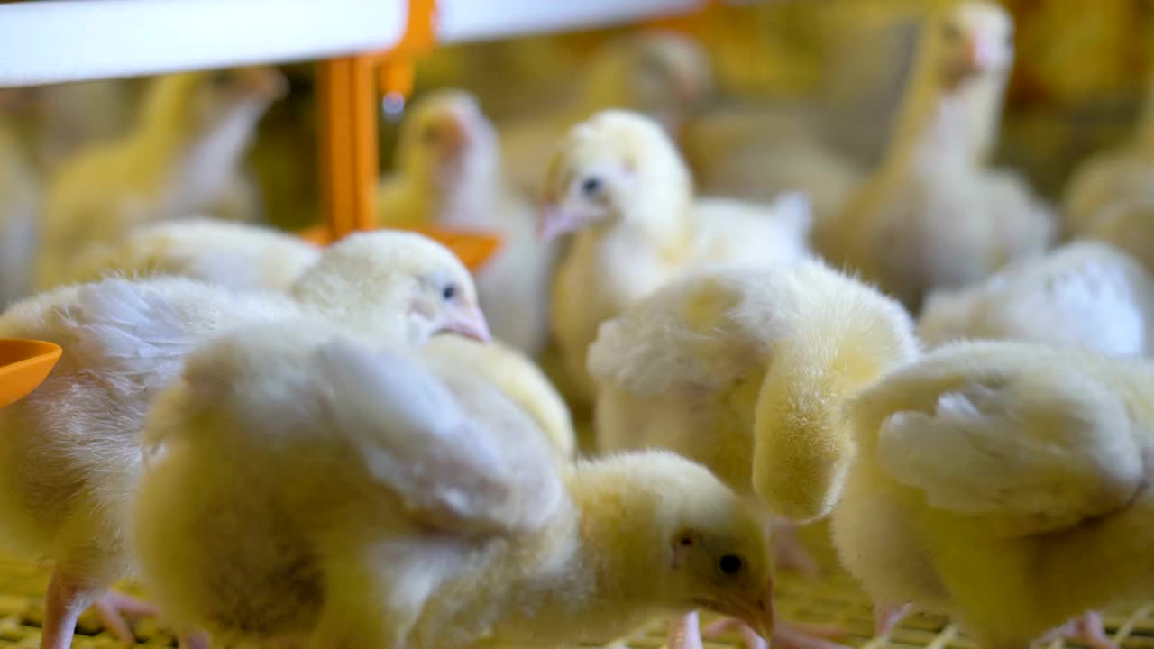 家禽农场的鸡。养鸡场。