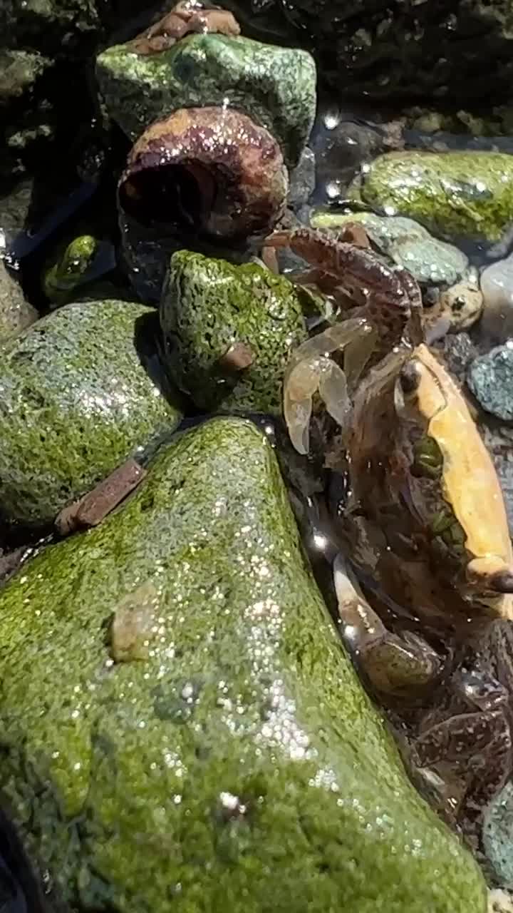一只小米色螃蟹跑过石头，视频的左上角有薄而暗的爪子，石头是多色的，潮湿的低潮上的海洋或海洋生物动物学