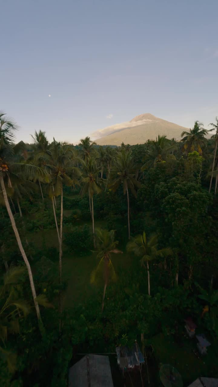 垂直视频。棕榈树雨林热带植物山谷山火山天空