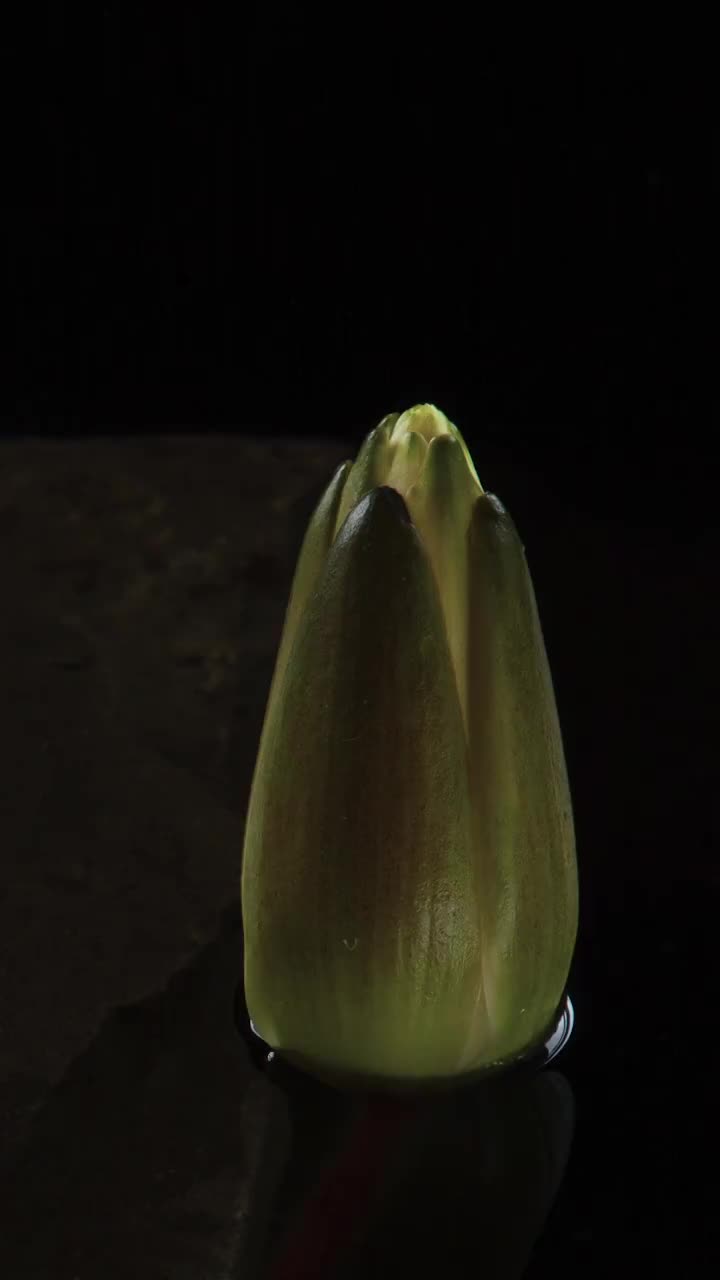 时间流逝白莲睡莲花开放在池塘在黑色的背景