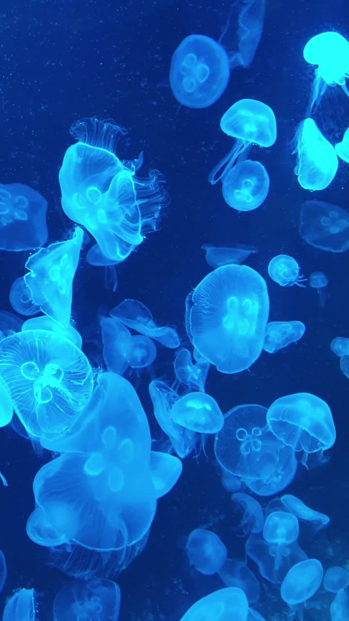 月水母漂浮在海底。