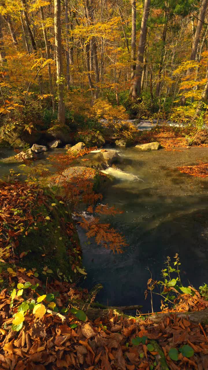 秋天或秋天的森林里，风吹着的红枫和流水的美丽风景，日本青森县的河濑河，智能手机拍摄的垂直视频，旅行