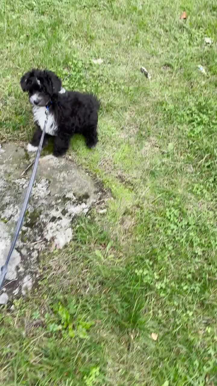 一只精力充沛的小狗在奔跑