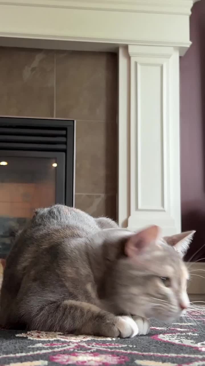 一只灰猫在玩一根橙蓝色的羽毛，它躺在壁炉和深色墙壁的背景上，看了看，然后猛扑过去，好像在抓一只老鼠