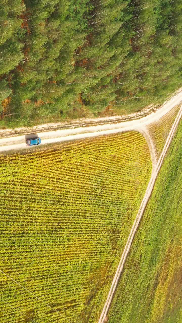 高架鸟瞰图的蓝色汽车车辆汽车在快速驾驶运动在农村乡村道路通过夏季玉米玉米绿色领域。乡村景观。动态汽车驾驶