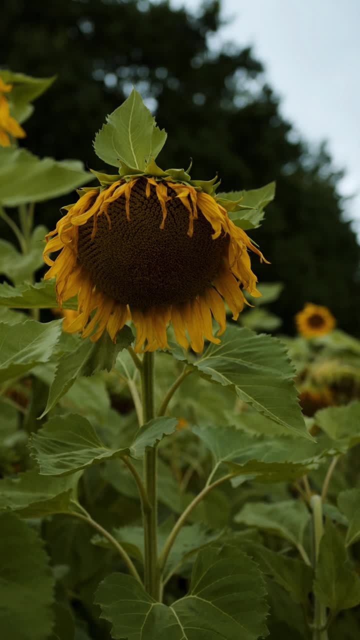 森林背景上向日葵地里盛开的大朵向日葵。多云天气垂直视频。特写对焦转换
