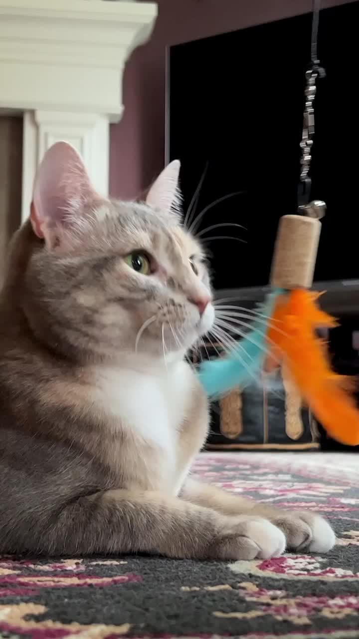 一只灰猫在玩一根橙蓝色的羽毛，它躺在壁炉和深色墙壁的背景上，看了看，然后猛扑过去，好像在抓一只老鼠