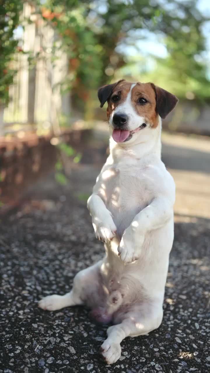 垂直拍摄可爱的小杰克罗素梗宠物狗坐在两个爪子