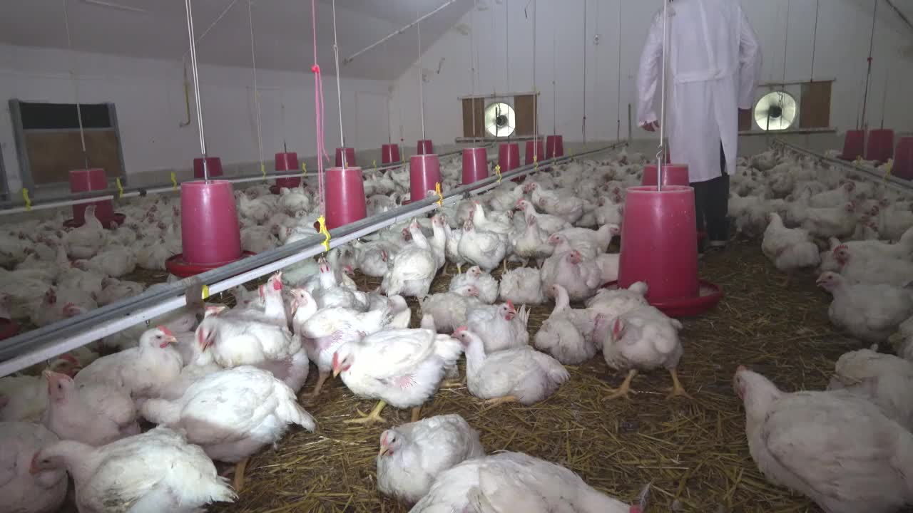 U8国际- U8国际官方网站- U8体育APP下载猪水肿病防治技术