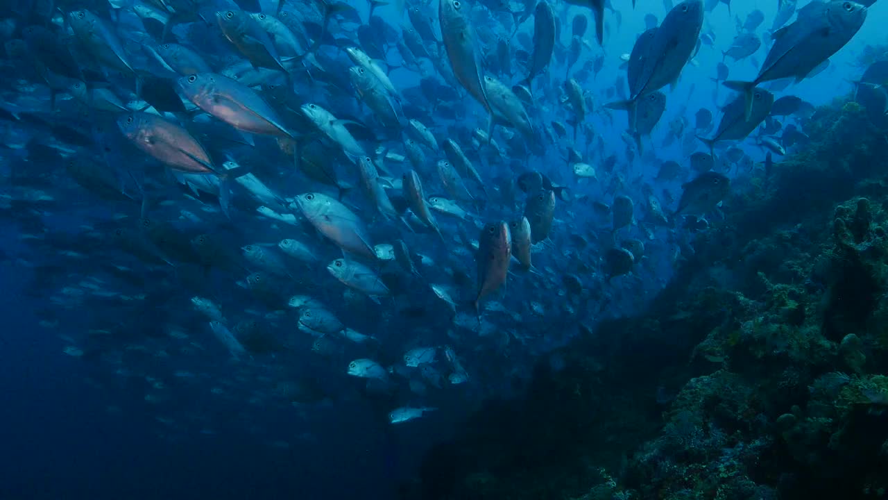 湛江首次记录到中华秋沙鸭 在粤分布范围不断扩大