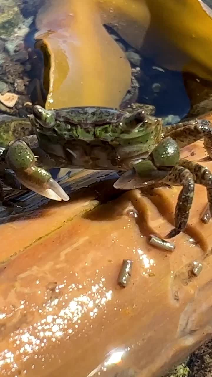 螃蟹坐在亮橙色的树枝上或广场上，背景是亮橙色的藻类叶子，这是一个关于海洋动物的故事的视频，在学校里为孩子们讲授海洋的生活