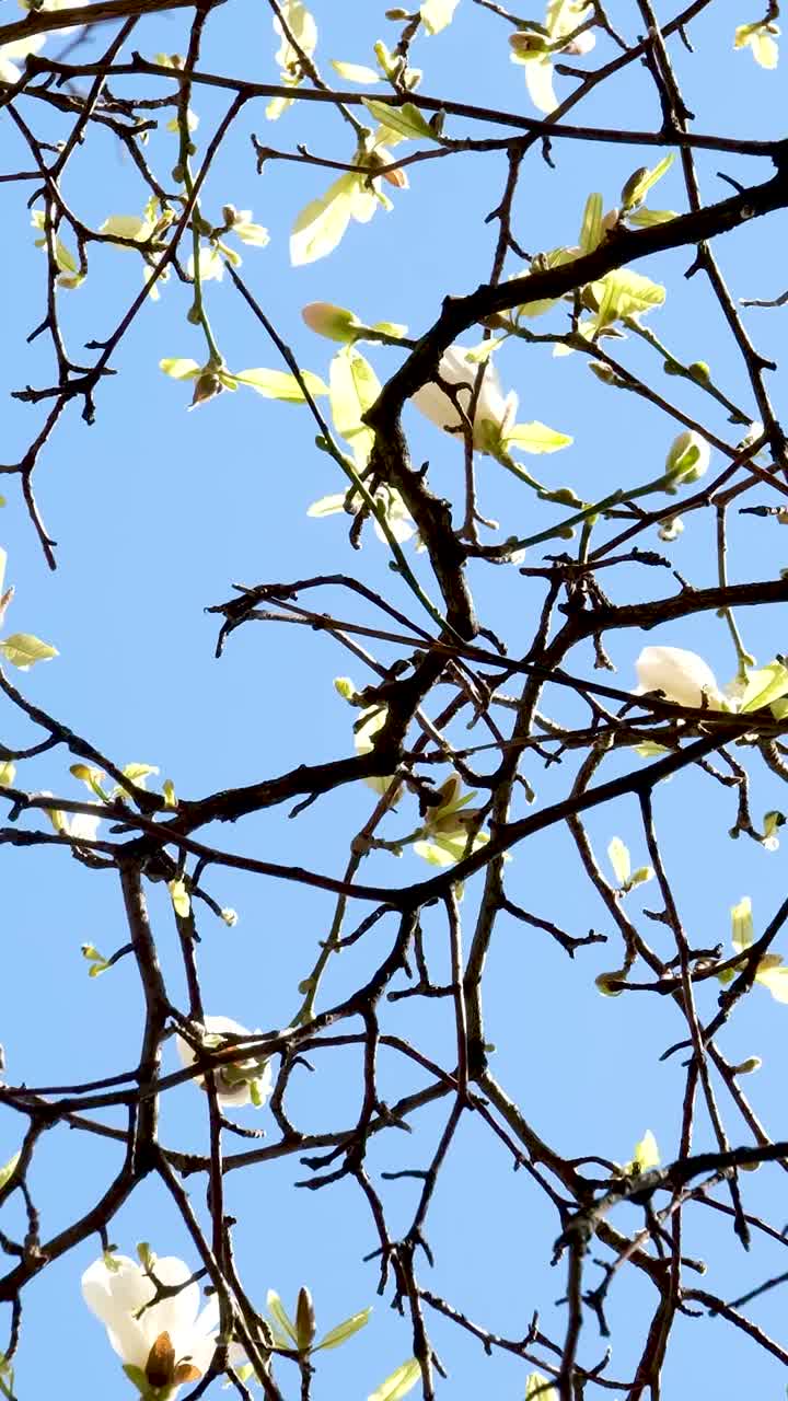 Burrard站美丽的树木在春天开花，四月附近的摩天大楼和轻轨站白玉兰樱花日本樱花白红花吞没蓝天无云市中心的景色