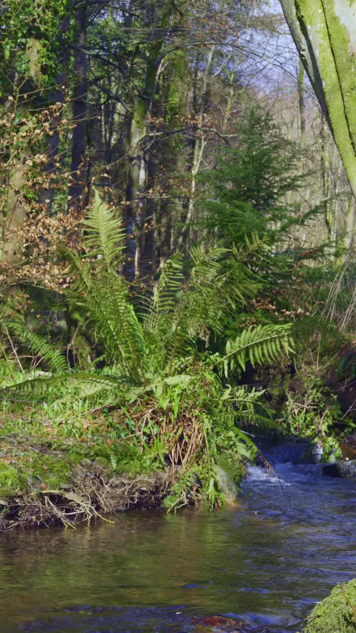 春天的一天，一条小河在苏格兰乡村流淌