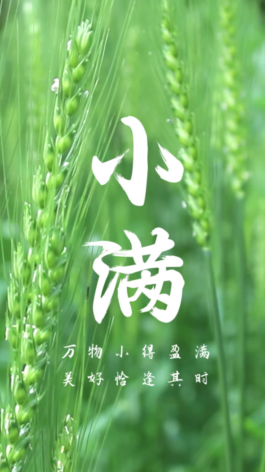 4k高清小满节日节气中国传统节日视频海报ae模板古诗