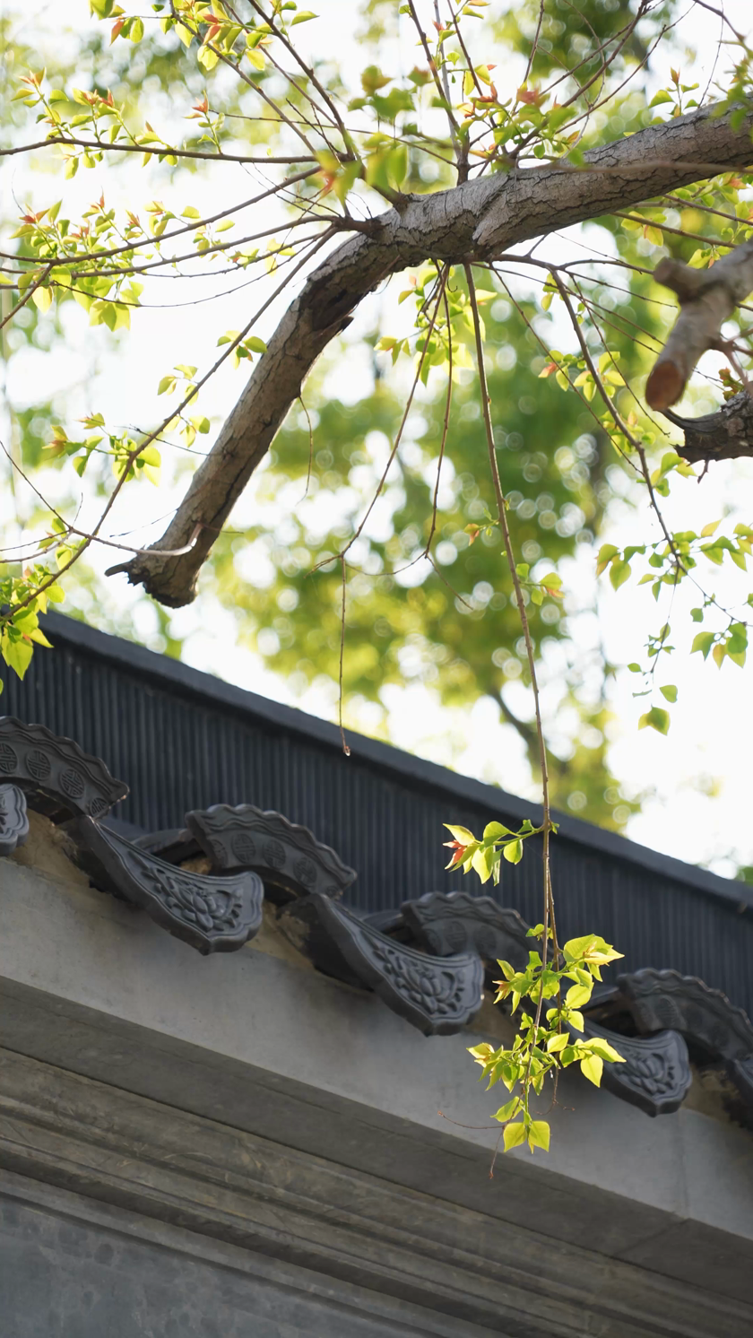 中式古建筑和葆耀高翔青瓦