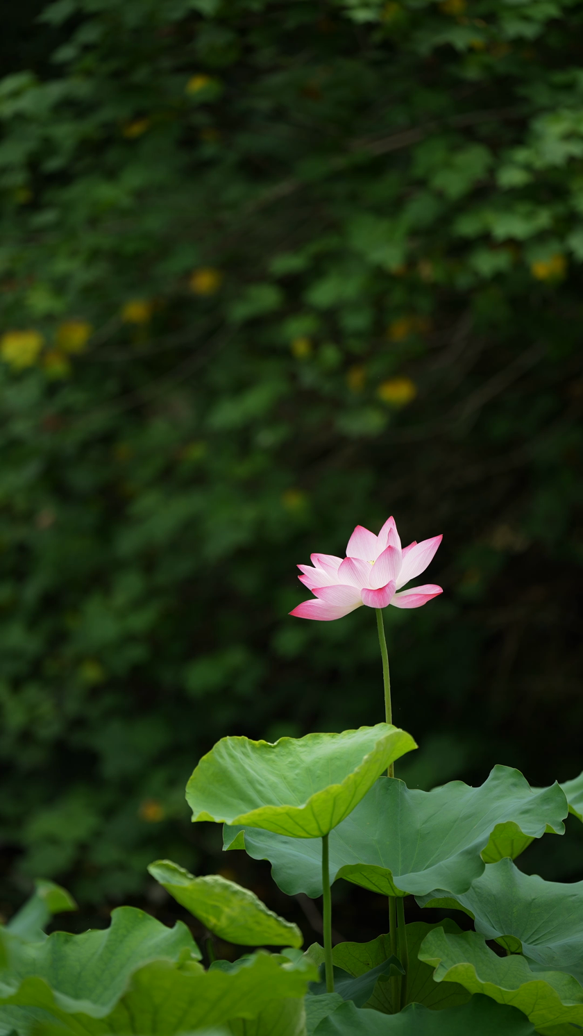 实拍西湖荷花竖屏