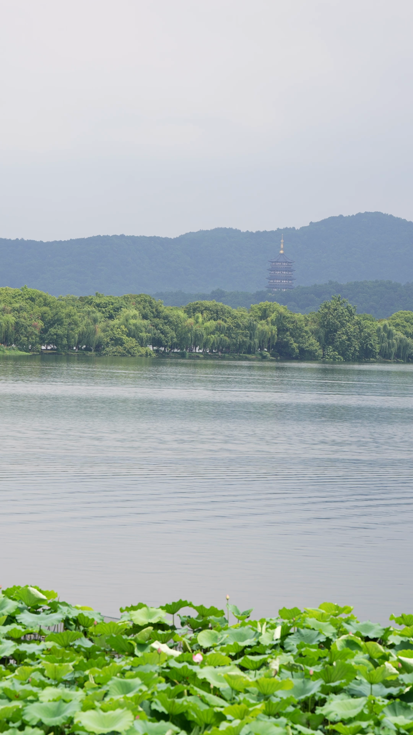 实拍夏天杭州西湖和雷峰塔竖屏