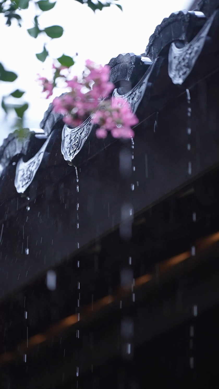 实拍下雨天的紫薇花和屋檐瓦片竖屏