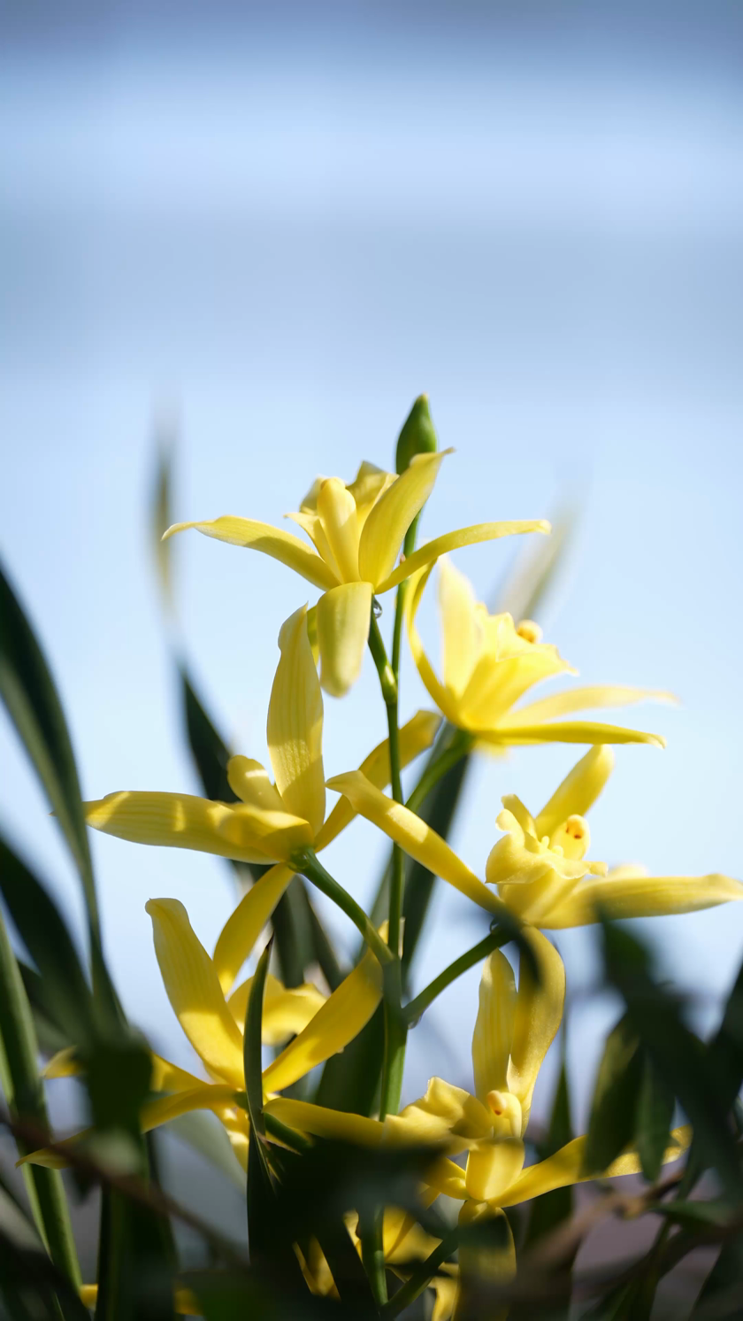 微风中摇曳的黄色兰花竖屏