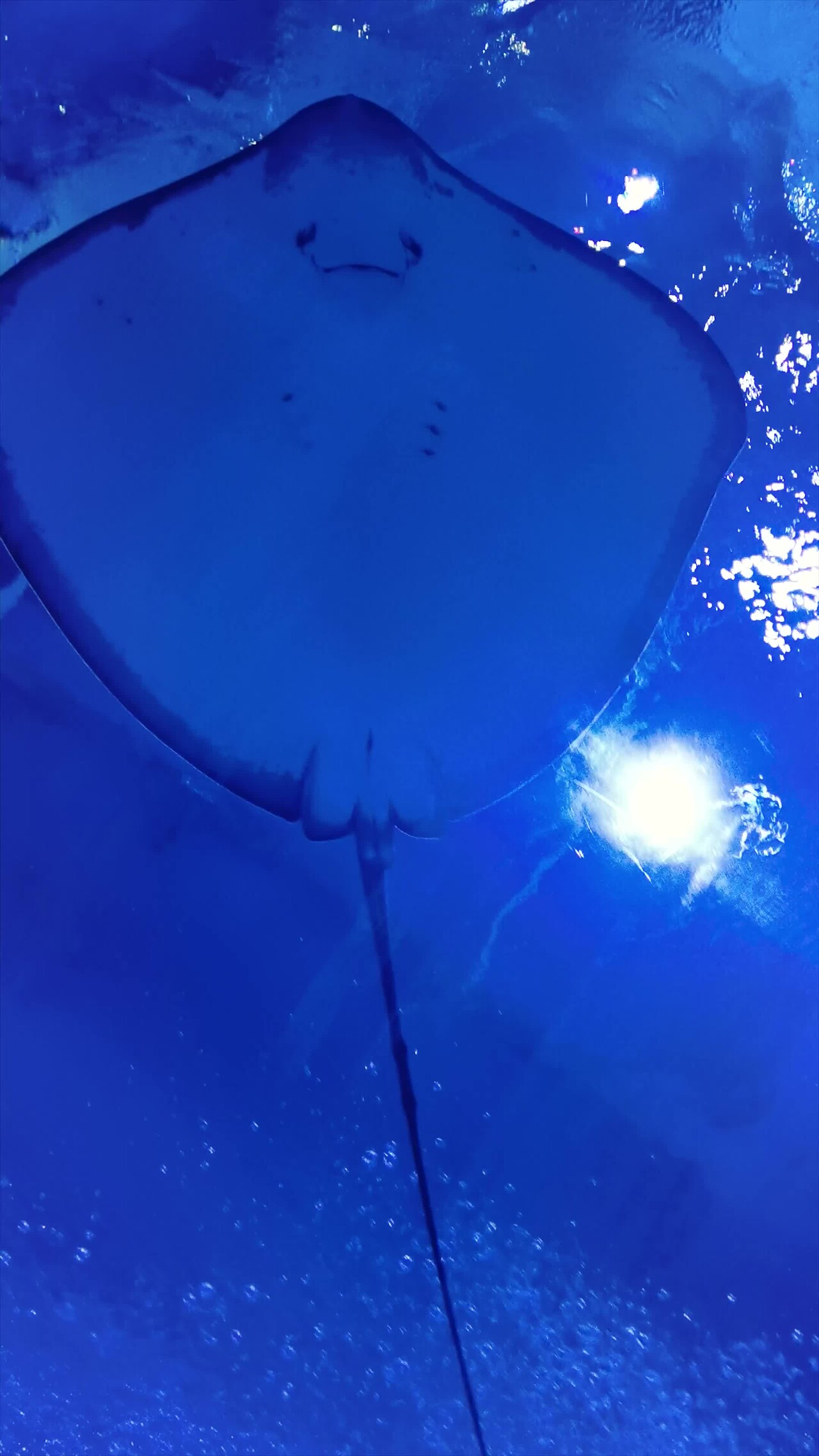 水族馆魔鬼鱼刺鳐鱼