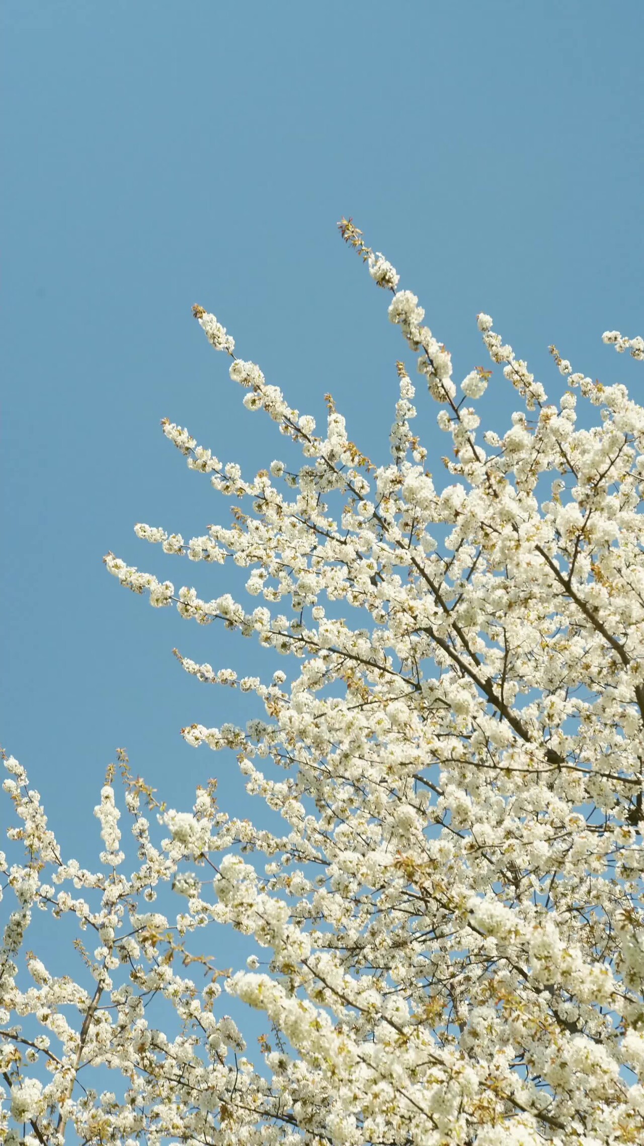 春天春日蓝天下白色唯美樱花花海动态视频背景