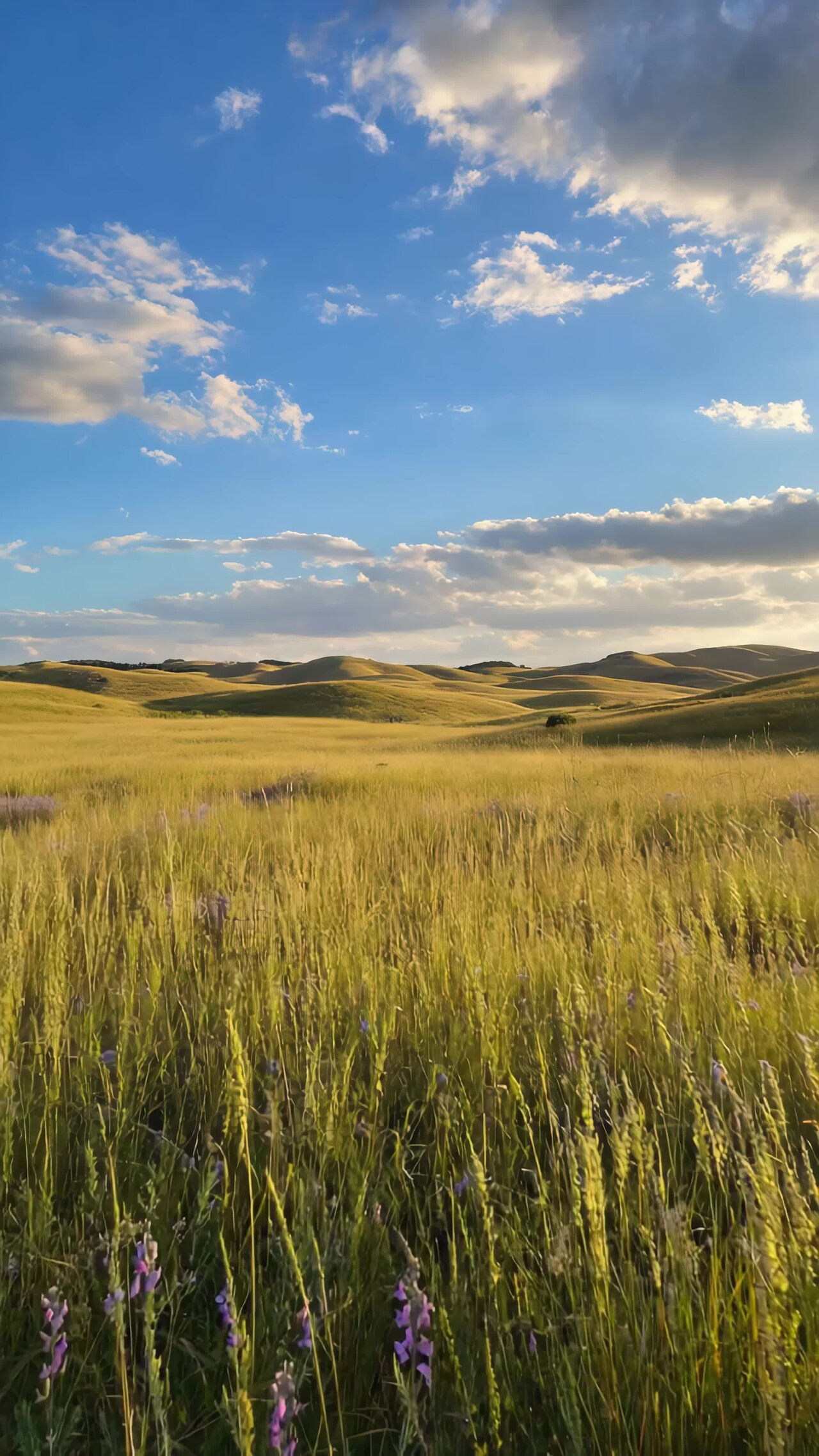 广阔草原蓝天白云风景