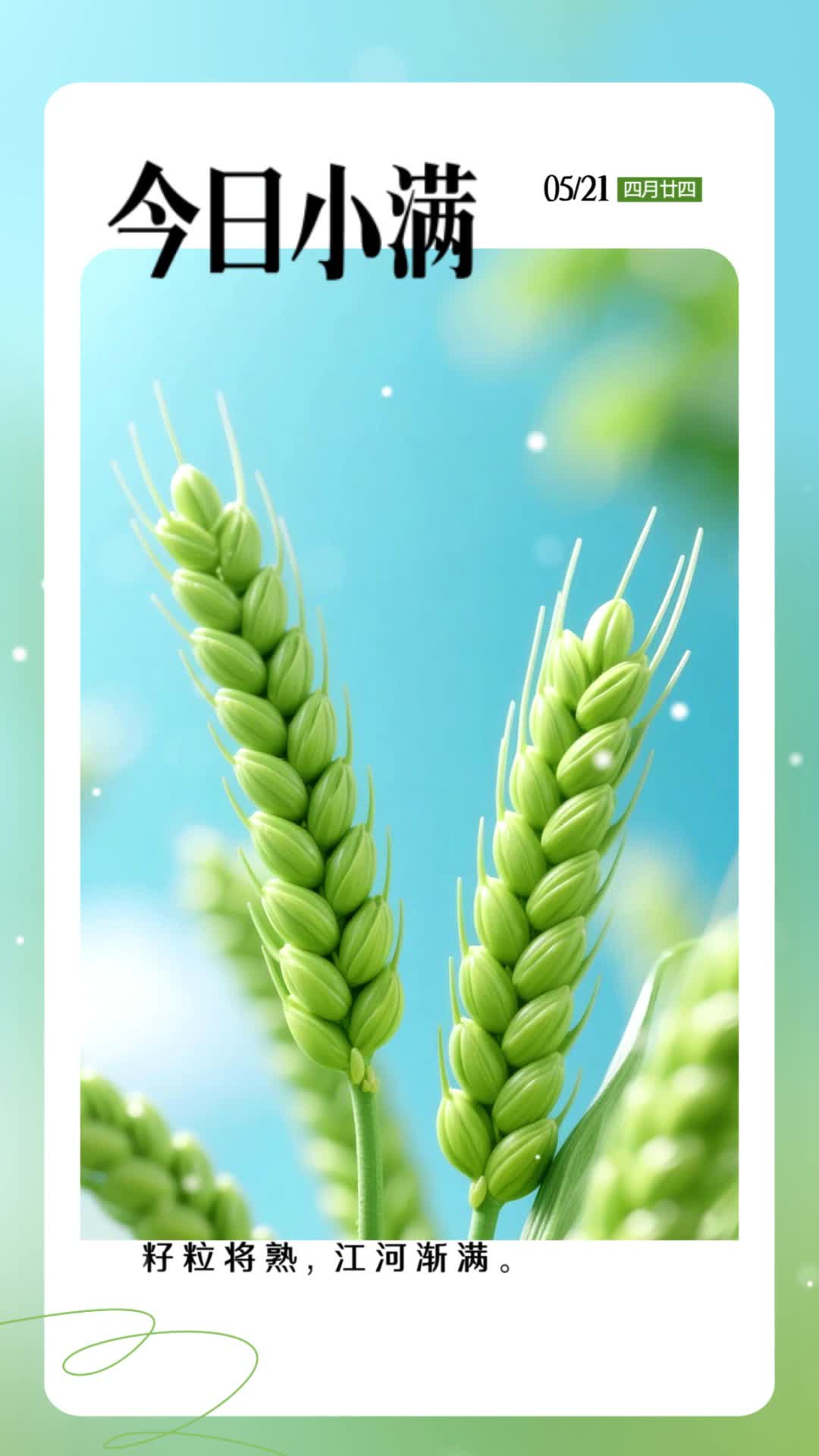 4k绿色简约小满节气海报日签风格视频海报ae模板AE模板
