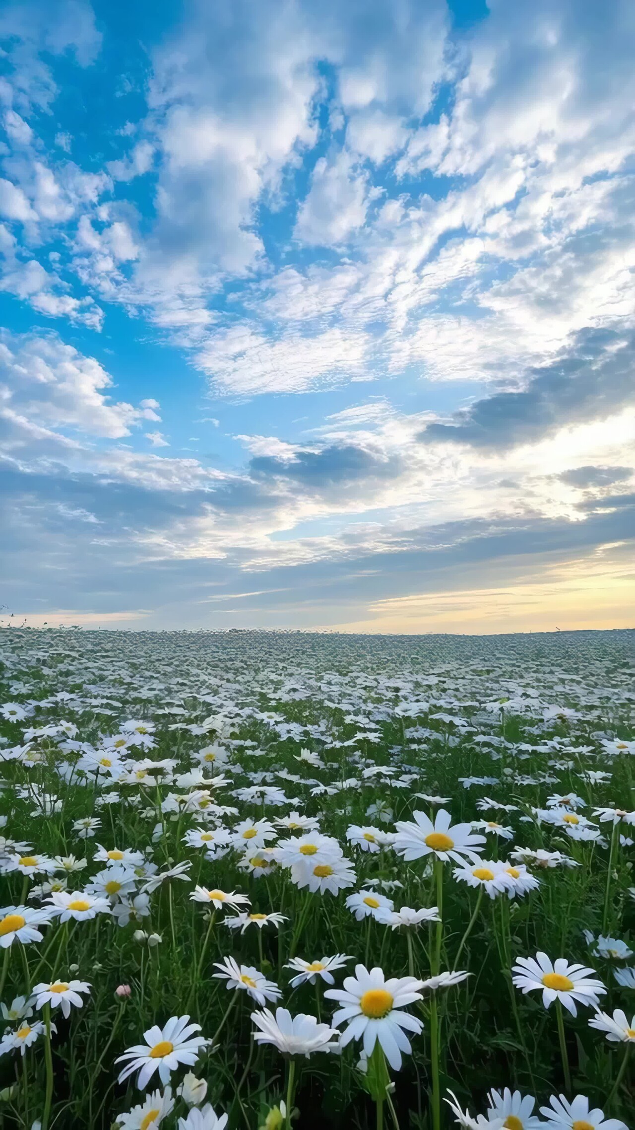 雏菊花海蓝天白云全景竖版视频