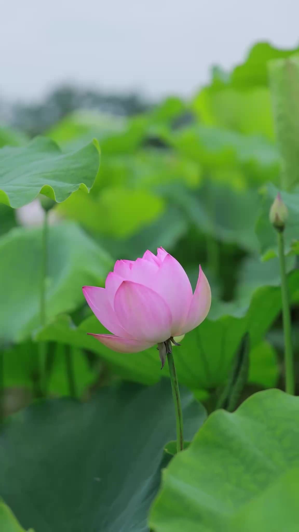 4K 自然夏季荷塘荷花盛开花朵实拍
