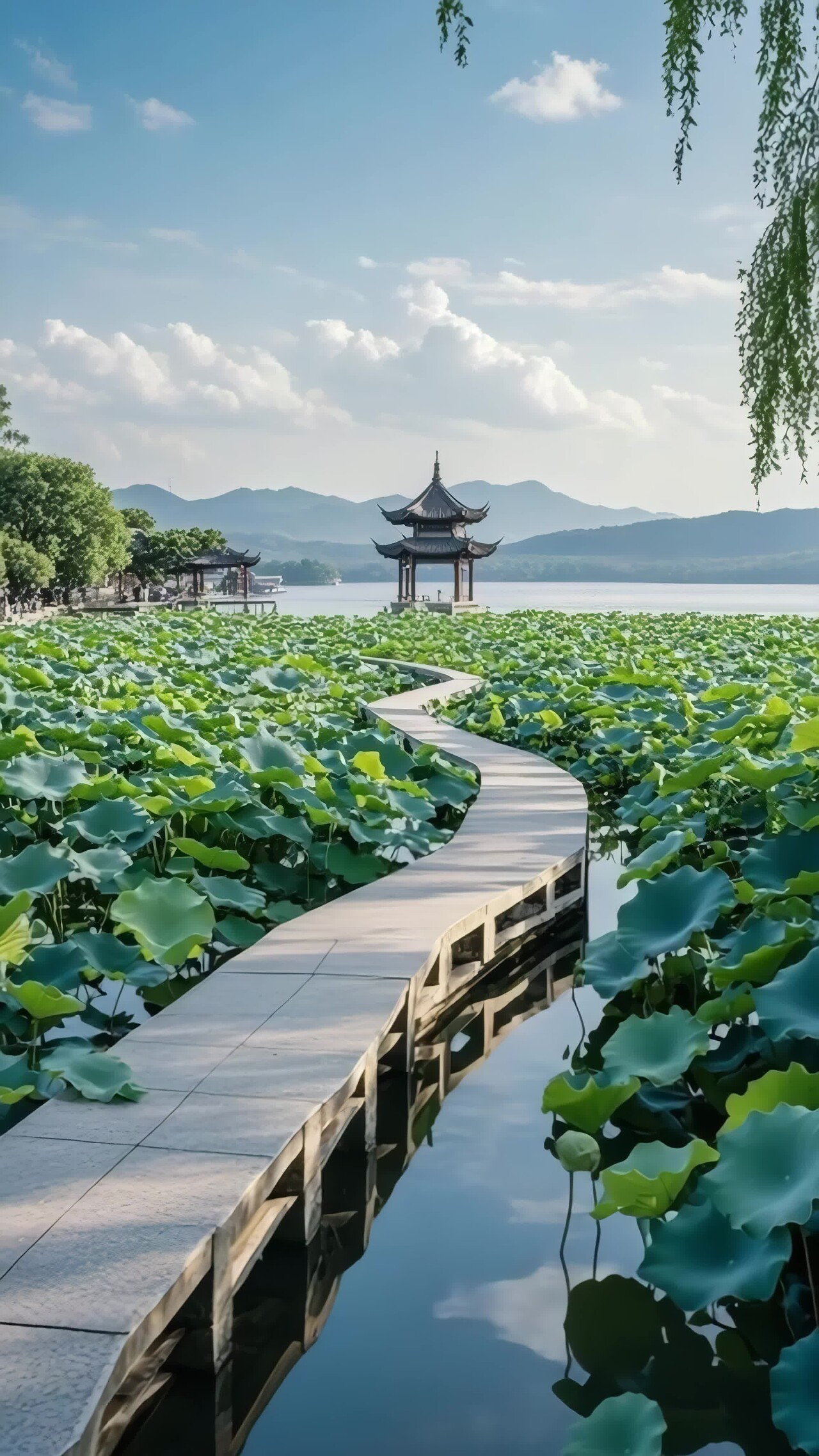 西湖荷花池中的蜿蜒栈道竖版视频