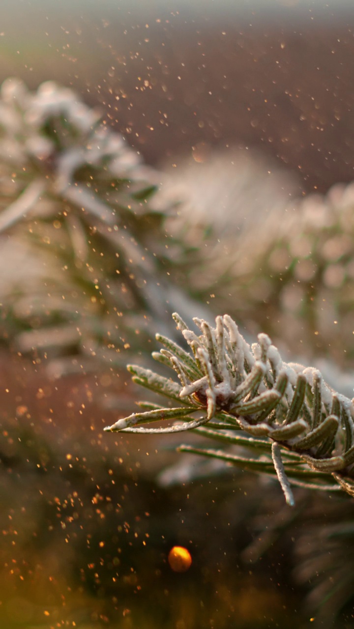 闪闪发光的粒子落在杉树的树枝上