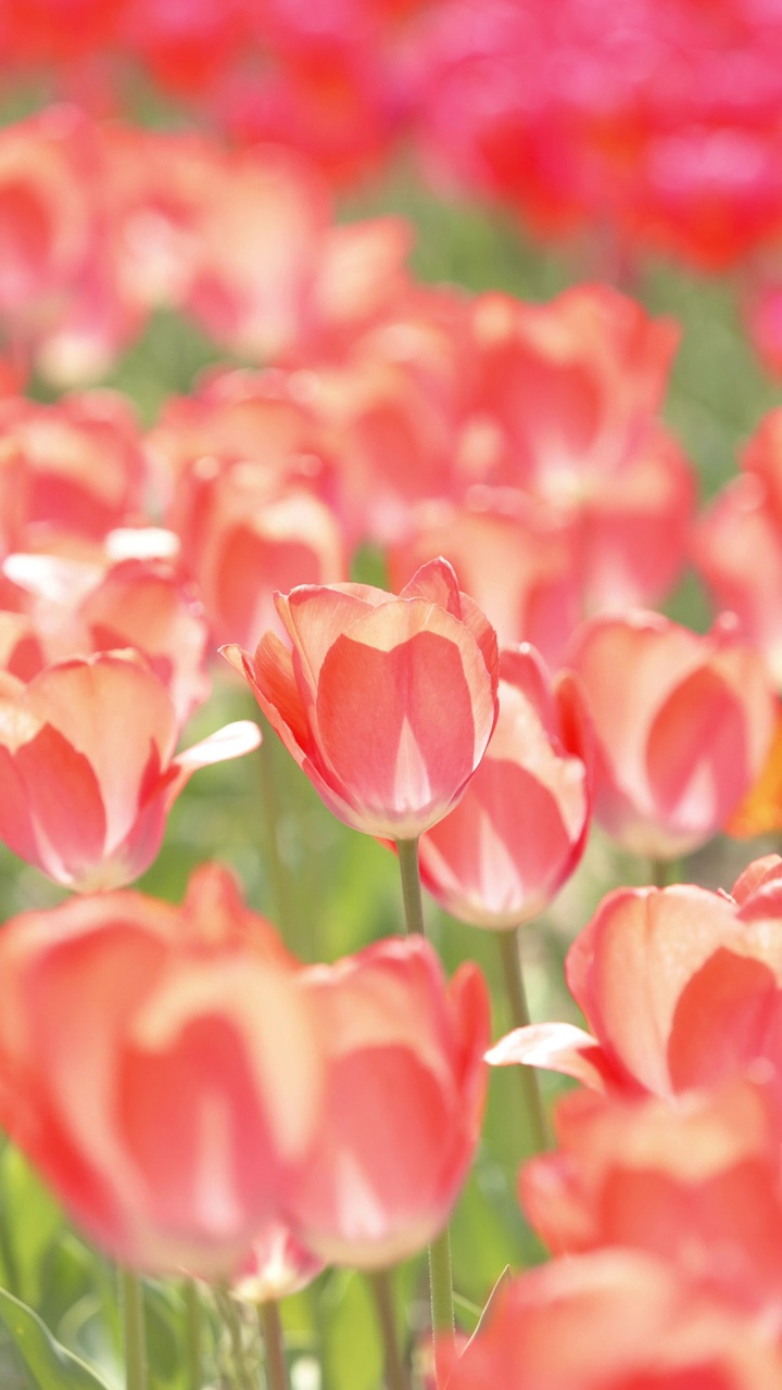 红色的郁金香花盛开在春天的田野，自然背景，垂直视频的智能手机镜头，数字标牌