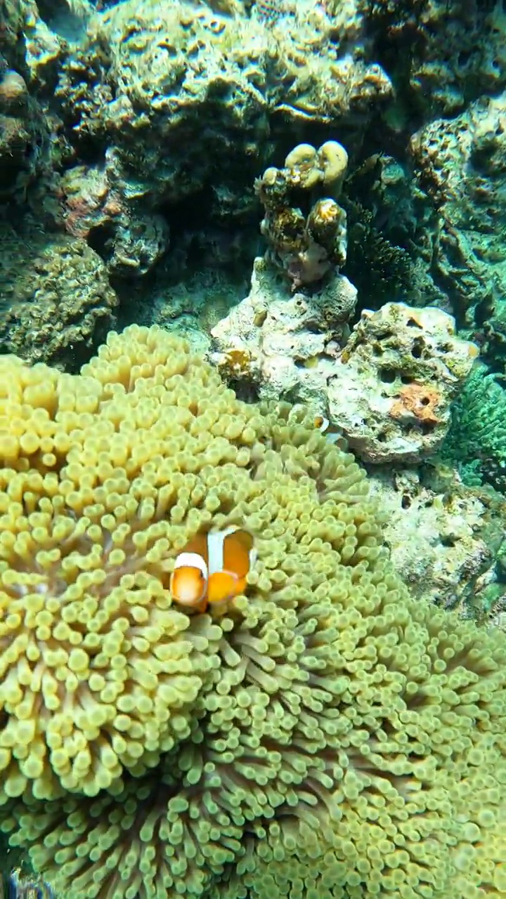 小丑鱼海葵鱼尼莫水下清水珊瑚礁热带气候岛