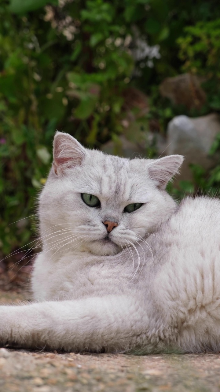 花园里的英国短毛猫