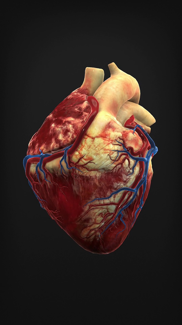 真实心脏动画(跳动)