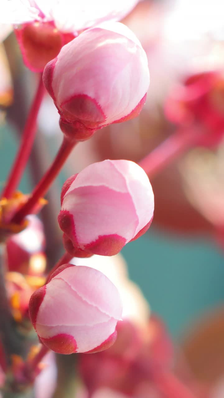 粉红色的樱花树开花-樱花