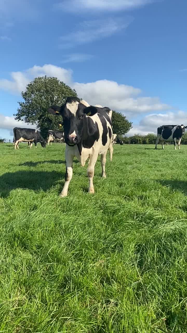 在晴朗的夏日里，蓝天背景下，一群荷斯坦奶牛正在牧场上吃草