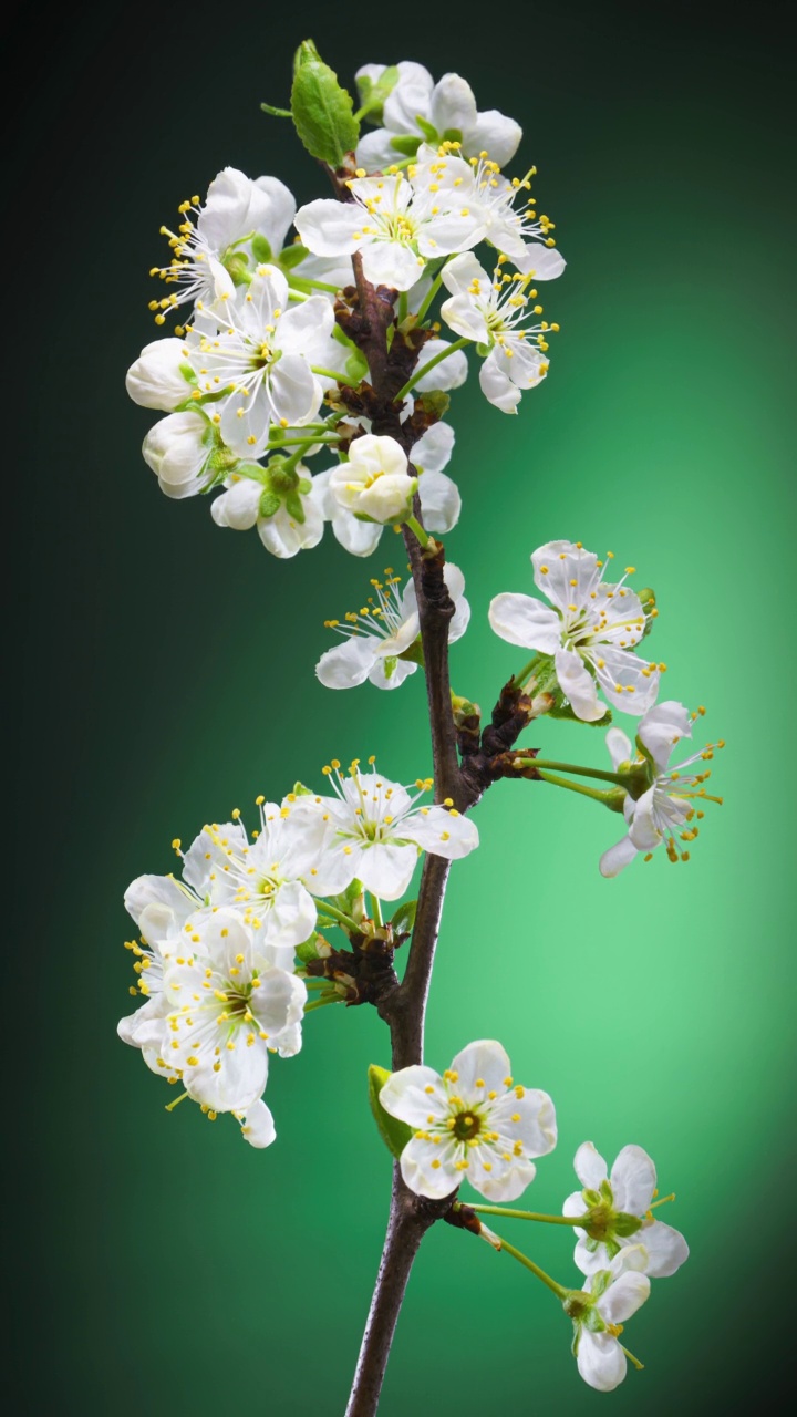 绿底垂直种植开花的苹果树枝